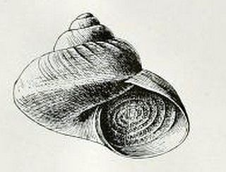 <i>Margarites olivaceus</i> Species of gastropod