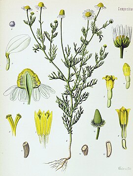 Matricaria recutita - Köhler–s Medizinal-Pflanzen-091.jpg