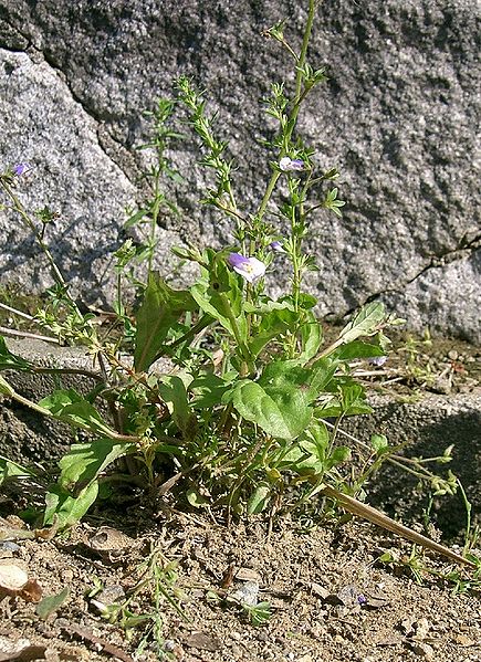 File:Mazus pumilus1.jpg