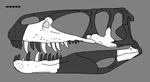Megalosaurus reconstructed skull.png