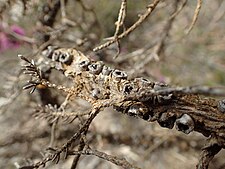 fruit Melaleuca suberosa fruit.jpg