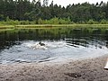 wikimedia_commons=File:Mensingebos Hondenzwemplaats.jpg