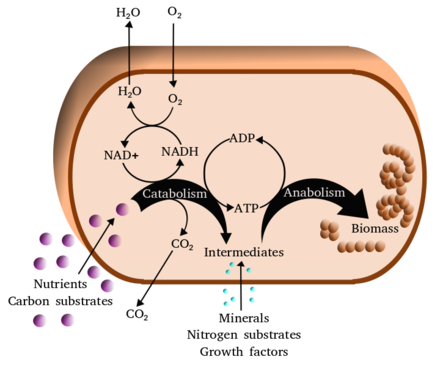 Simplified view of the cellular metabolism