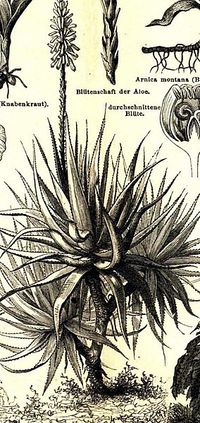 File:Meyers b1 s0894a (Aloe socotrina).jpg