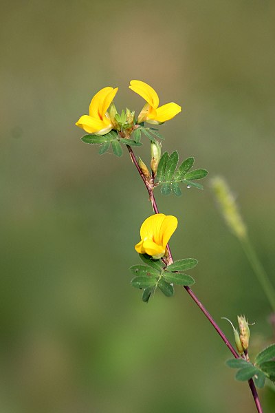 File:Mickey mouse flower - Smithia hirsuta.jpg