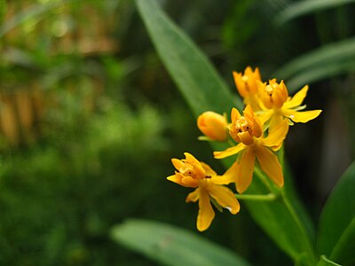 Flowers of a Milkweed.