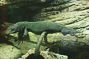 Black tree monitor