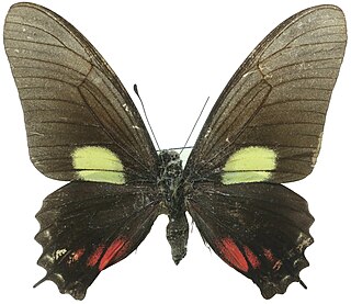 <i>Mimoides xynias</i> Species of butterfly