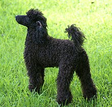 Miniature Poodle stacked.jpg