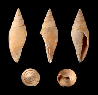 <i>Mitra fusiformis</i> species of mollusc