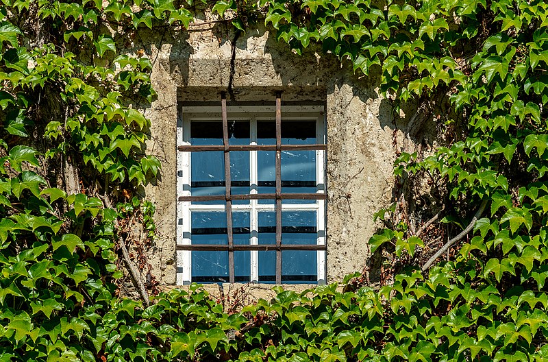 File:Moosburg Schloss Westwand Weinranken mit Gitterfenster 29082017 5441.jpg