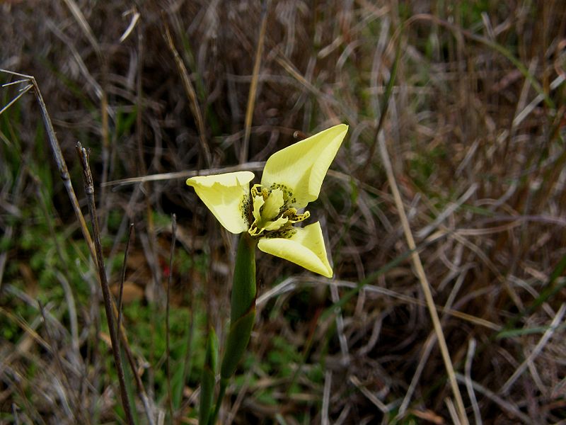 File:Moraea bellendenii.JPG