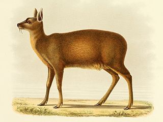 Alpine musk deer Species of musk deer