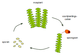 Sporofyt: Levenscyclus, Digenetische cyclus bij Embryophyta, Trigenetische cyclus