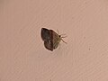 Unidentified moth from Koovery