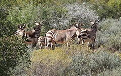 Description de l'image Mountain zebras.jpg.