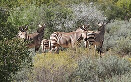 Nasionale Bergkwaggapark