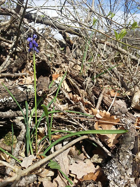 File:Muscari botryoides sl31.jpg