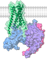 Muscarinic receptor M1 acoplat a una proteïna Gq. Font: 6OIJ.