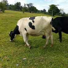 Healthy Friesian Cows In Uganda Musoke Deo MDK-MUSO 53 Healthy Fresian Cows.png