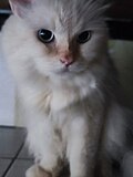 Миниатюра для Файл:My cat is white.jpg