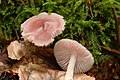 Mycena pura