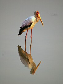 Luangwa River, Zambia