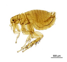 Close-up of a male slide-mounted plague flea