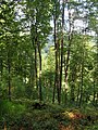 Čeština: Přírodní rezervace Na Hranicích; Bukovina, části Turnova English: Na Hranicích natural reserve by Bukovina village, part of Turnov, Czech Republic