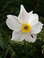 Narcissus ×medioluteus flower