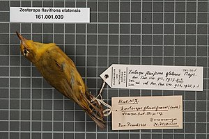 Naturalis Biodiversity Center - RMNH.AVES.133433 1 - Zosterops flavifrons efatensis Mayr, 1937 - Zosteropidae - bird skin specimen.jpeg