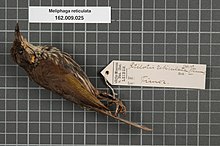 מרכז המגוון הביולוגי נטורליס - RMNH.AVES.134201 1 - Meliphaga reticulata Temminck, 1824 - Meliphagidae - דגימת עור הציפור. Jpeg