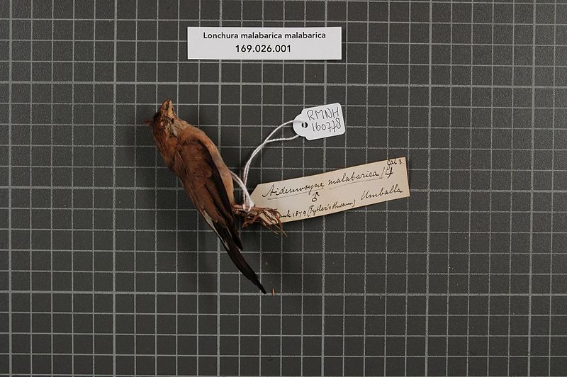 File:Naturalis Biodiversity Center - RMNH.AVES.160778 1 - Lonchura malabarica malabarica (Linnaeus, 1758) - Estrildidae - bird skin specimen.jpeg