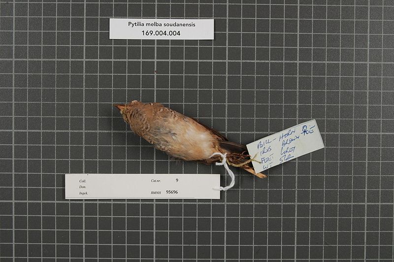 File:Naturalis Biodiversity Center - RMNH.AVES.95696 2 - Pytilia melba soudanensis (Sharpe, 1890) - Estrildidae - bird skin specimen.jpeg