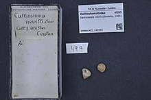 Naturalis Biyoçeşitlilik Merkezi - RMNH.MOL.140565 - Dactylastele nevilli (Sowerby, 1905) - Calliostomatidae - Mollusc shell.jpeg