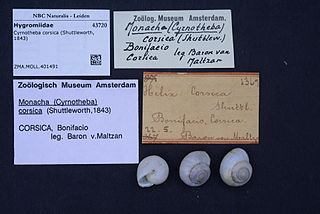 <i>Cyrnotheba corsica</i> Species of gastropod