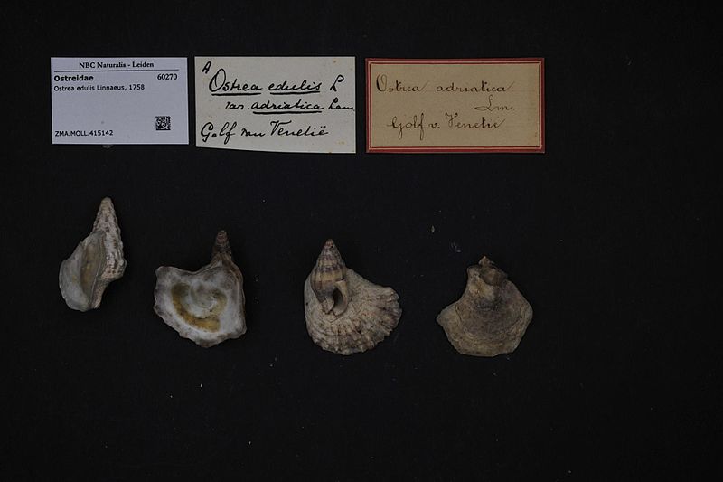 File:Naturalis Biodiversity Center - ZMA.MOLL.415142 - Ostrea edulis Linnaeus, 1758 - Ostreidae - Mollusc shell.jpeg