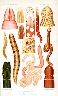 <span class="mw-page-title-main">Nemertea</span> Phylum of invertebrates, ribbon worms