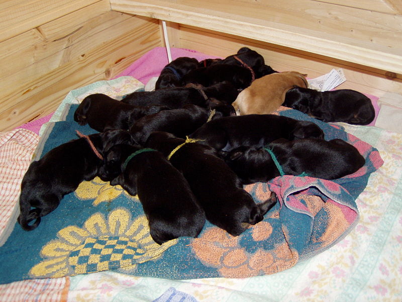 File:Newborn puppies.JPG