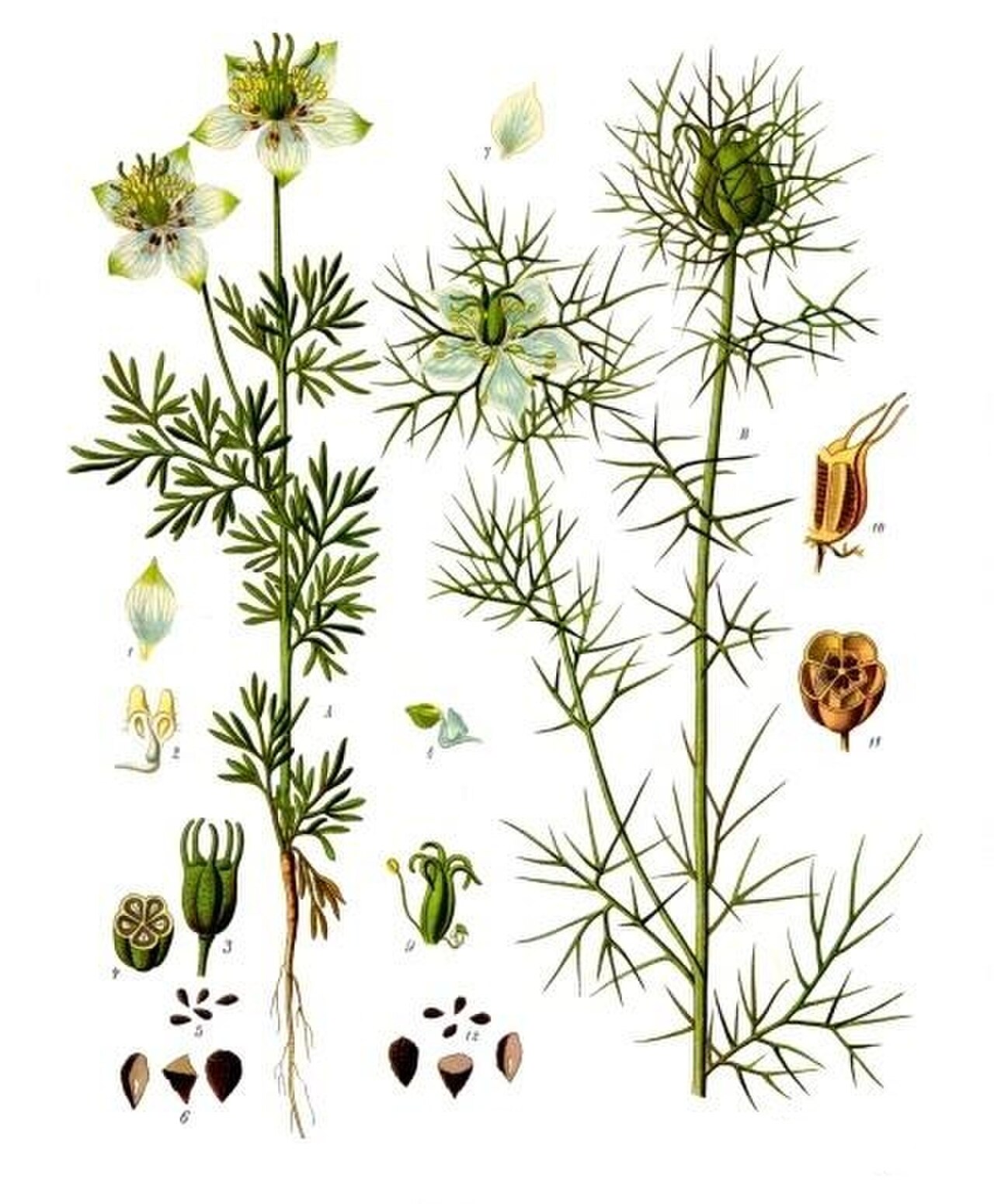 Nigella Sativa (Чернушка посевная)