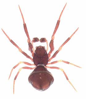 <i>Novanapis</i> Genus of spiders