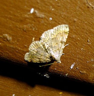 <i>Nychioptera accola</i> Species of moth