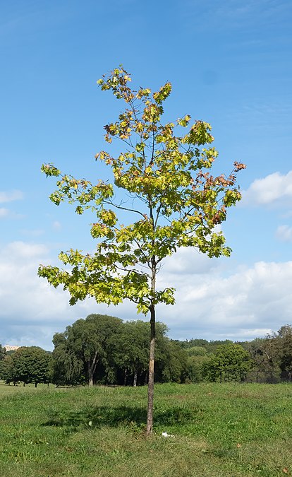 Oak, Prospect Park ballfields area, 2021-09