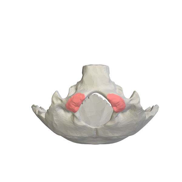 File:Occipital condyle11.png