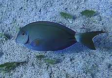 Pește chirurgie oceanică - Acanthurus tractus.jpg