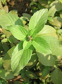 ಕಾಮಕಸ್ತೂರಿದ ಇರೆ