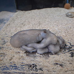 Description de l'image Octopus minor by OpenCage.jpg.