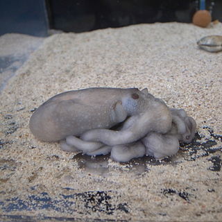 <i>Octopus minor</i> Species of cephalopod