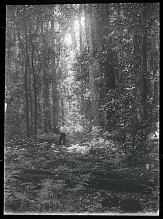 Illinbah, Queensland Suburb of Scenic Rim Region, Queensland, Australia