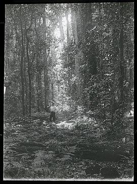 Old cedar logging track near Illinbah in Lamington National Park Queensland, 1909-1915.jpg